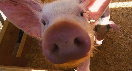 Les porcs grognent, la caravane passe Les porcs grognent, la caravane passe