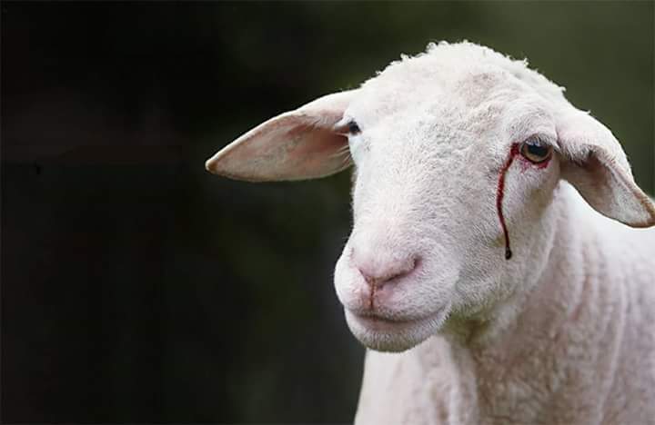 Nous aimons nos moutons ! Nous aimons nos moutons !